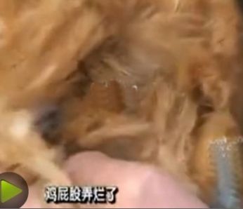 男子网吧搞死6只母鸡